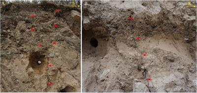 Geological and geomorphological evidence of holocene activity along the maisu fault in the northern Sichuan–Yunnan block, Tibetan Plateau